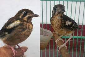 Perkembangan Burung Anis Kembang Sejak Anakan Hingga Dewasa Om Kicau