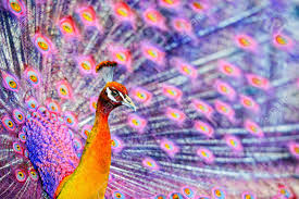 We did not find results for: A Cerca De Una Fantasia De Color Rosa Como Pavo Real Que Muestra Sus Plumas De La Cola Fotos Retratos Imagenes Y Fotografia De Archivo Libres De Derecho Image 31159018