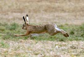 Vacanţă, jucărie, iepure de câmp, figurină, iepurașul de paște, decorare paști, paste fericit, figura animale, rabit și iepuri de câmp, cifrele de paste 3568x3568,1181388 Iepure