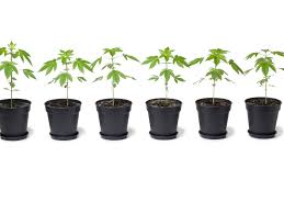 How to grow weed indoors with natural light. A Step By Step Guide To Start Growing Marijuana At Home