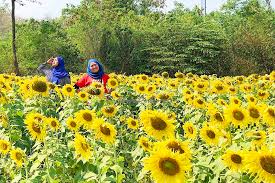 Tak sampai di situ, minyak biji bunga matahari ini juga baik dikonsumsi untuk campuran salad atau. Trip Sst Saya Suka Tren Thailand Bunga Matahari Lopburi Life Is About Passions Thank You For Sharing Mine Ms