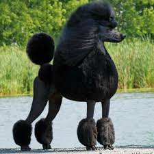 Grey kitchens ideas image cartoon dog poodle labrador. Graydon Standard Poodles Poodle Puppy Poodle Dog Dog Breeds