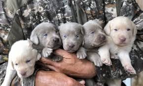 Yellow lab puppies for sale, they are absolutely adorable. Silver Lab Puppies For Sale By Breeders At Silver And Charcoal Kennels