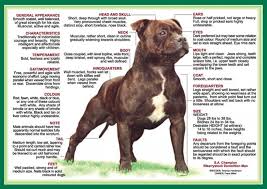 Still, the staffy's pugnacious spirit is known to emerge with strange. Nala S Circle Of Life About Staffordshire Bull Terriers English Staffordshire Bull Terrier Staffordshire Bull Terrier Bull Terrier