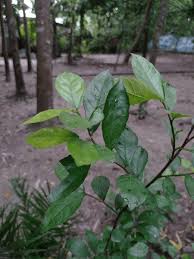 Image result for Alchornea laxiflora