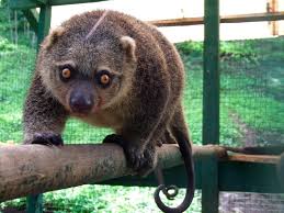Lit man on april 12, 2018: 6 Intriguing Animals Endemic To Sulawesi Indonesia Travel