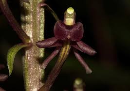 Image result for Liparis