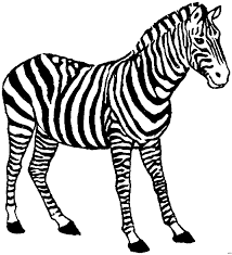 Zebra Gross Ausmalbild Malvorlage Tiere
