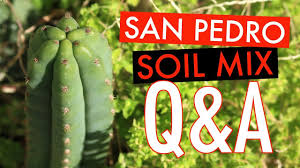 Trout can never prove after the cacti sprung roots, i added earthworm castings fertilizer to the top of the soil. San Pedro Cactus Soil Mix Questions Answers Youtube