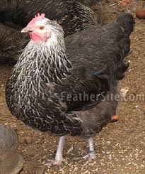 The speckled sussex was the first to be produced but there are now eight color variations recognized by the poultry club of great britain. Sussex