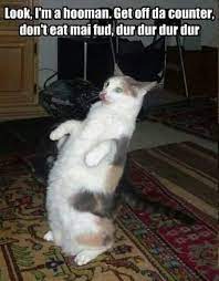 Look I M A Human Funny Cat Memes Funny Pictures Animal Captions