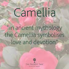 Camellia In Mythology Flower Meanings Herbal Healing Camellia