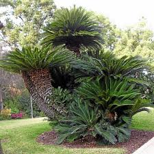 Prices are dynamic and represent a market average. Seeds Sago Palm King Sago Sago Cycad Japanese Sago Palm Cena