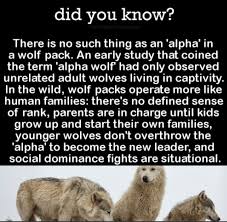Did You Know Animal Facts Facts About Wolves Wolf Dog