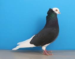 Black And White Pigeon Name American Baldhead Roller Types Of Pigeons Pigeon Bird Pigeon
