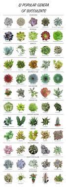 Flowering dogwood, north american native, tree; 12 Populares Sukkulenten Genre Genre Populares Sukkulenten Types Of Succulents Plants Plants Planting Succulents