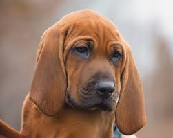 Check spelling or type a new query. Redleaf Coonhounds Redbone Coonhound Breeder In Bonnyville Alberta