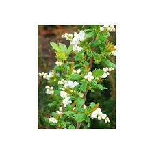 Image result for Sida serratifolia