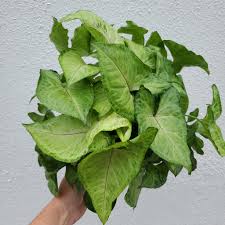 Image result for Syngonium podophyllum