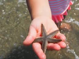 Garden city, south carolina / county 5 Awesome Things To Do Near Garden City Beach Sc