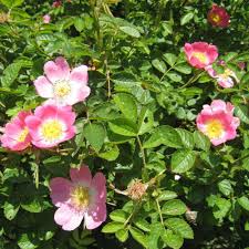 Although they don't feel real, they appear lifelike • the best artificial flower arrangements are usually made from a combination of materials. Dog Rose Hedge Plants Rosa Canina Hedging Best4hedging