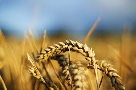 We did not find results for: Kolosya Pshenicy Ears Of Wheat