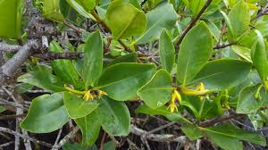 Image result for Rhizophora racemosa