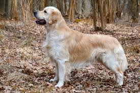 Long raw of beautiful golden retrievers with fluffy and soft fur. Golden Retriever Wikipedia