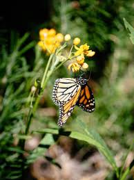 Planting Milkweed For The Monarchs Garden Betty Milkweed Plants Asclepias Tuberosa