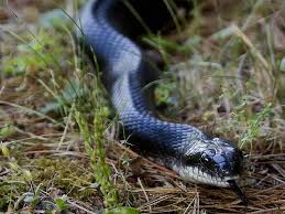 Rattlesnakes are emerging from their sleepy dens. Virginia Snakes Pictures And Identification Help