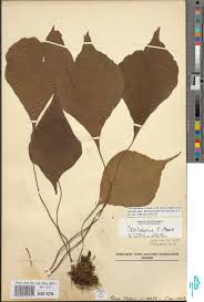 Image result for Vernonia agrianthoides