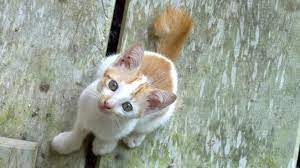 Zwar werden die katzen im zweifel tierärztlich deutlich besser versorgt als beim vermehrer, aber solche dinge kann niemand vorhersehen, auch nicht zwingend einen knickschwanz bei einer maine. Katzen Mit Stummelschwanzen Tierwelt
