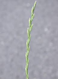 Image result for Moorochloa eruciformis