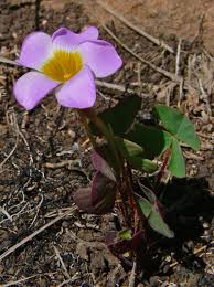 Image result for Oxalis obliquifolia