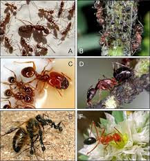 They still do have some springs of white hair, but their fur grows during the first two months after they are born. Photographs Of Ants Of Different Ranks In The Dominance Hierarchy In Download Scientific Diagram
