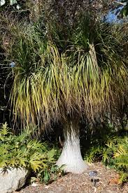 Image result for Beaucarnea recurvata
