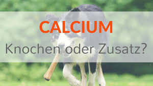 Seit wann kommt der knochen zum hund? Barf Welche Calciumquellen Gibt Es Und Welches Ist Die Beste