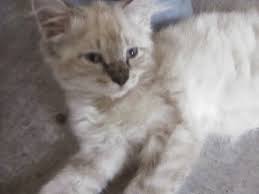 Why buy a maine coon kitten for sale if you can adopt and save a life? Maine Coon Cats For Sale Orlando Fl 300793 Petzlover