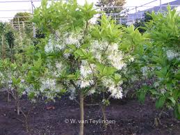 Image result for Chionanthus