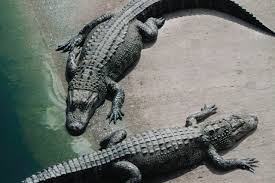 There is no effect without some cause. Viral Vacancies To Be Crocodile Handlers At Charoen Pokphand Netizens 2 Months Probation Instead Of Graduating It S Even Lost