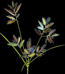 Image result for Alinula paradoxa