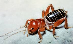 Crickets have 3 hearts and will regularly jump around peacefully. Jerusalem Cricket Insect Britannica