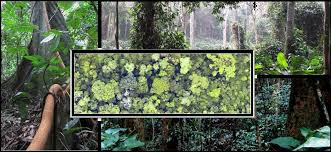 Image result for Tessmannia anomala