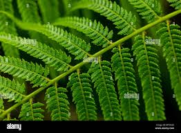 Image result for Asplenium sandersonii