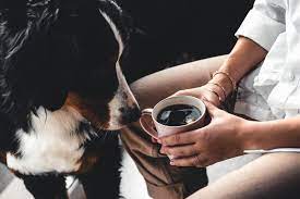 Dog eats the food is vomited back up, it may have an intolerance to that protein. Dogs Drinking Coffee A Habit Your Dog Should Give Up Ollie Blog