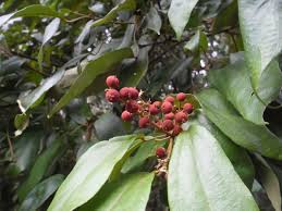 Image result for Mallotus