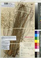 Image result for Urelytrum agropyroides