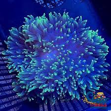 Image result for Aneilema nyasense