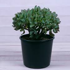 Plante grasse feuille verte et rouge. Crassula Ovata Blue
