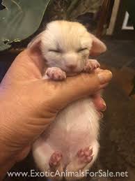 There has been a lot of research lately around domesticating foxes. Fennec Fox For Sale